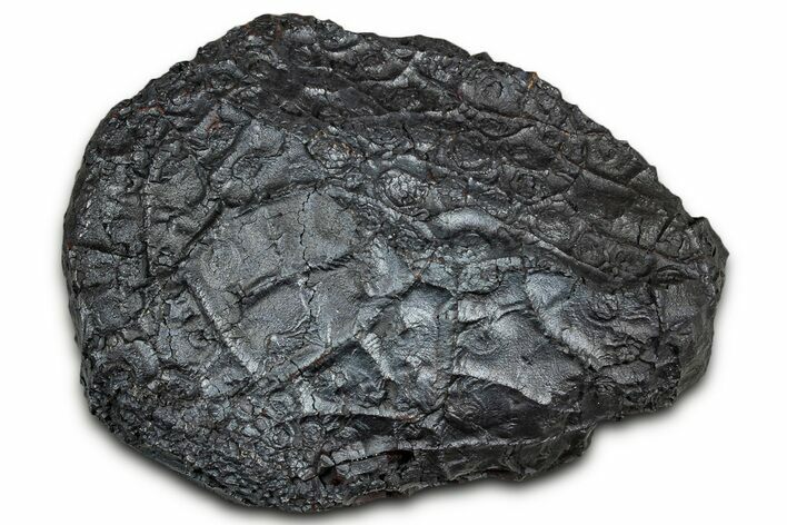 Dragon Scale Stone (Iron, Manganese, Siderite Nodule) #330273